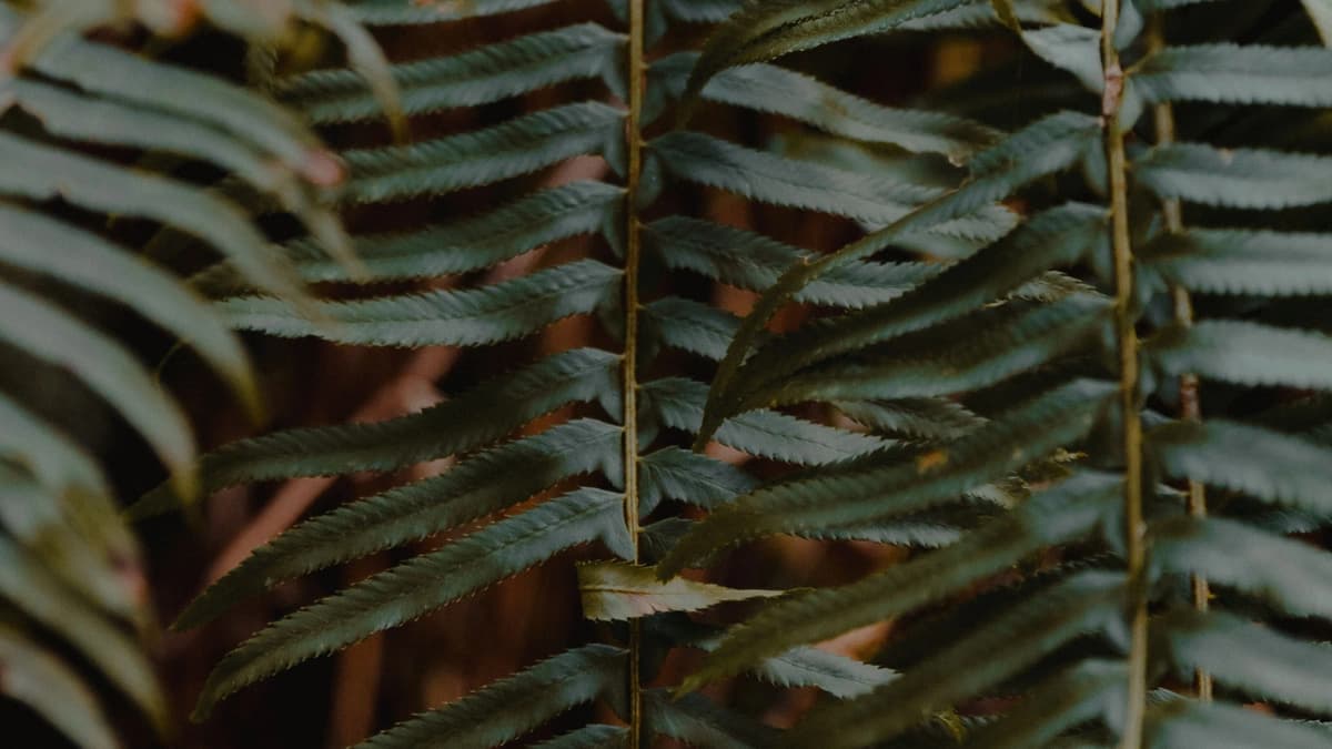 Very close up cropped image of plant branches with long, thin, green leaves extending out from the branches